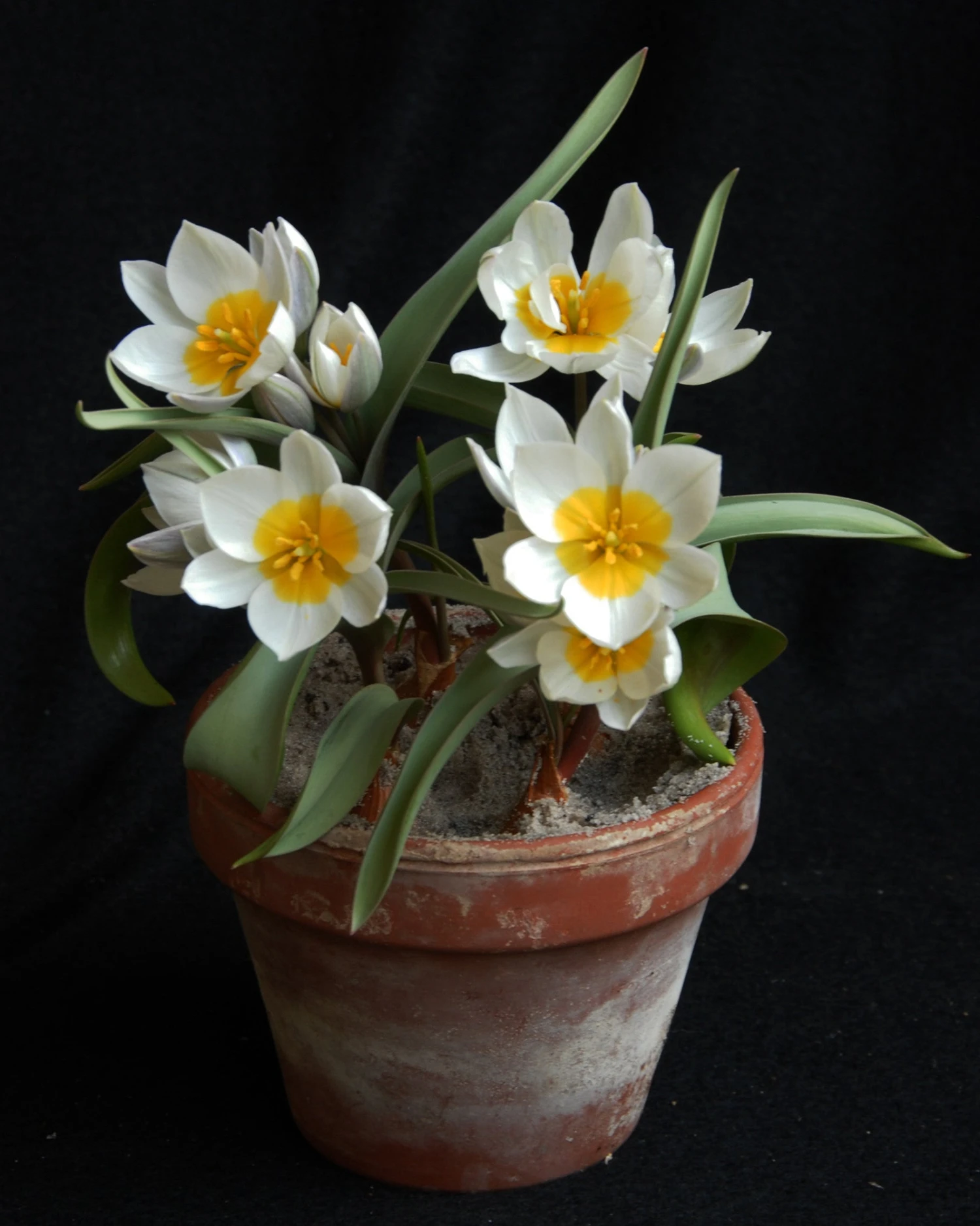 Tulip 'Polychroma' - Image 6