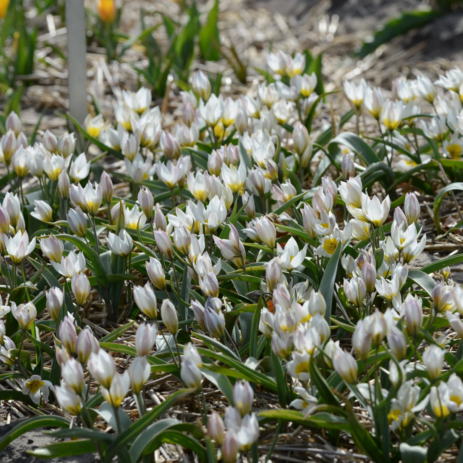 Tulip 'Polychroma' - Image 4