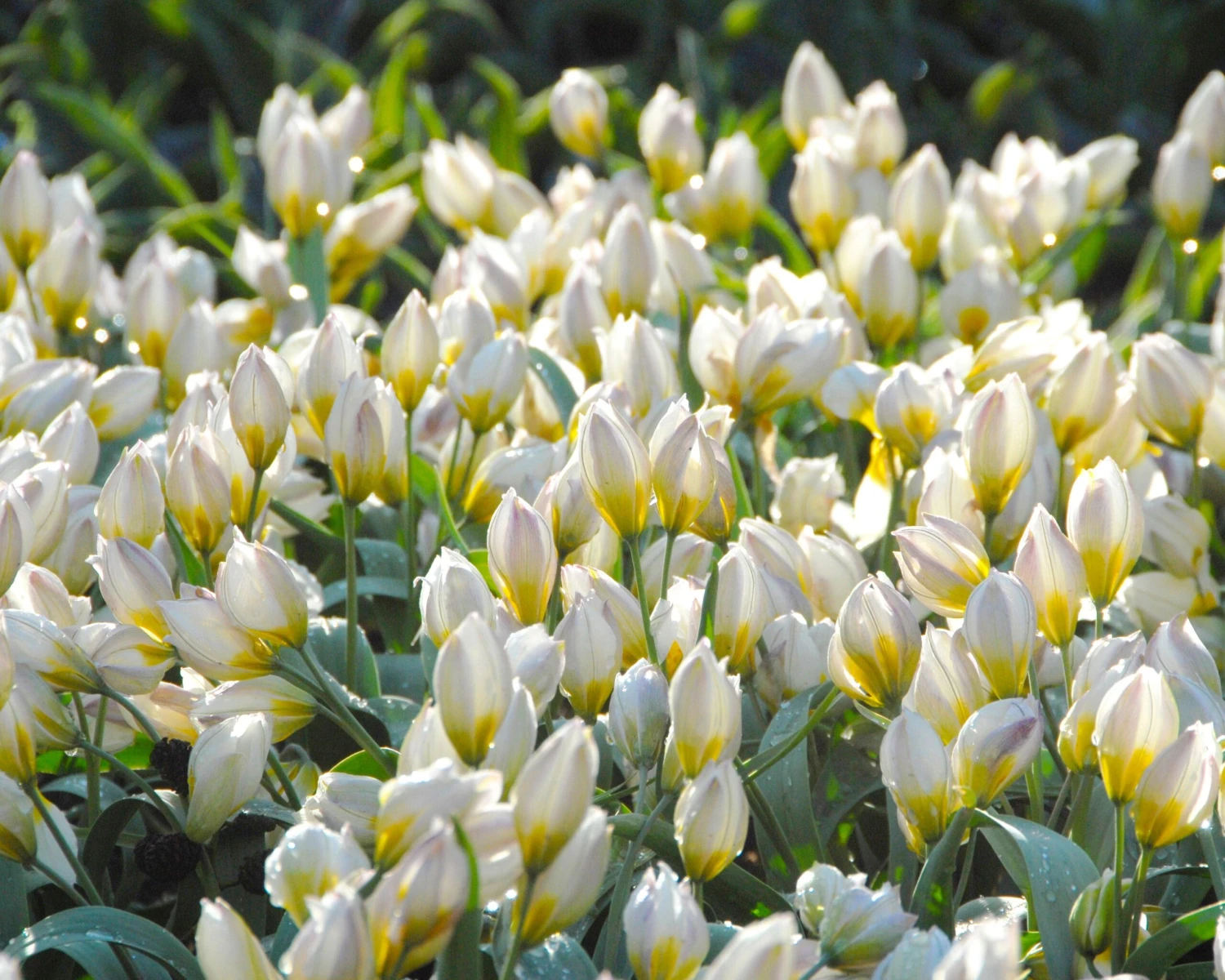 Tulip 'Polychroma' - Image 2