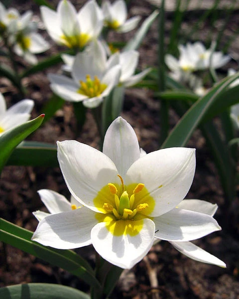 Tulip 'Polychroma' - Image 7