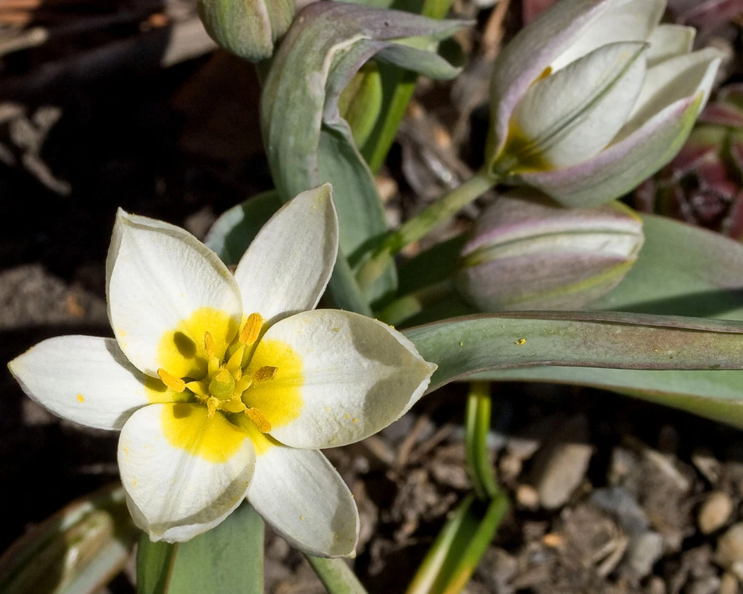 Tulip 'Polychroma' - Image 5