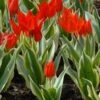 Tulip Praestans 'Unicum'