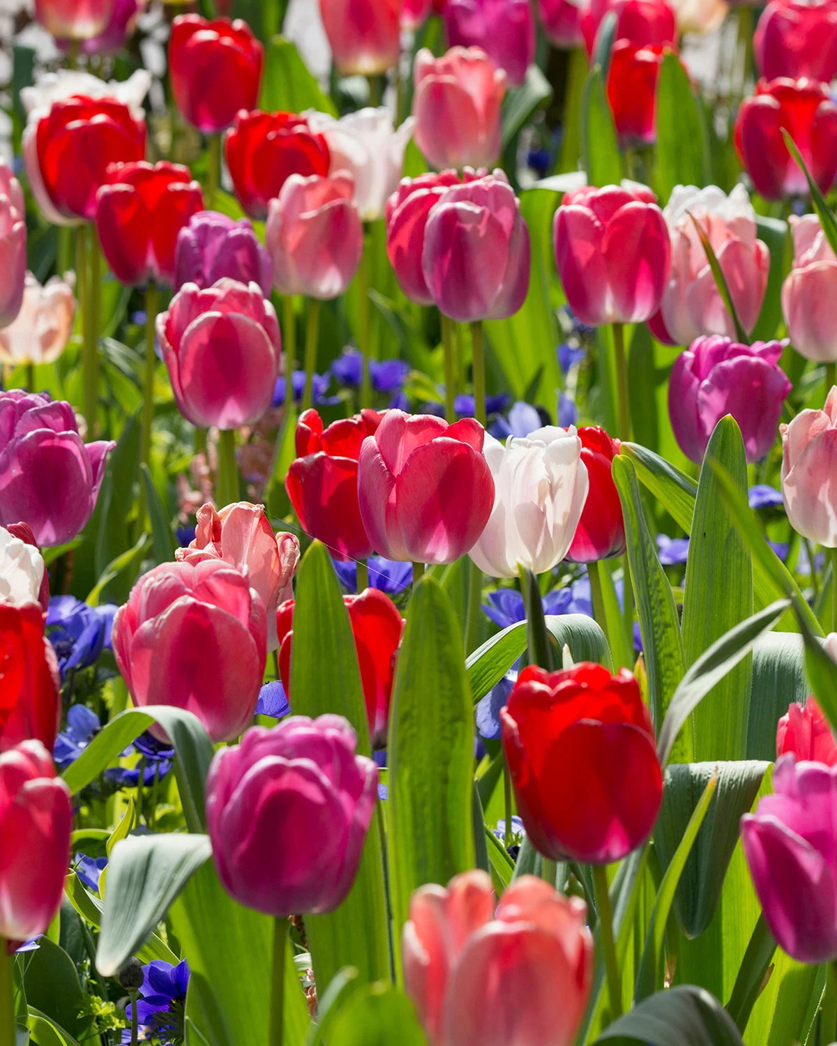 Tulip Collection 'Pride Mix' - Image 6