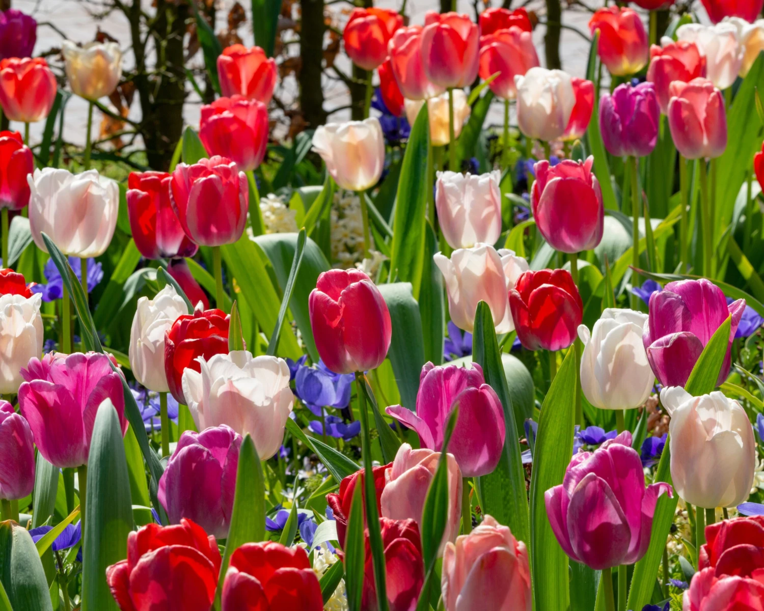 Tulip Collection 'Pride Mix' - Image 2