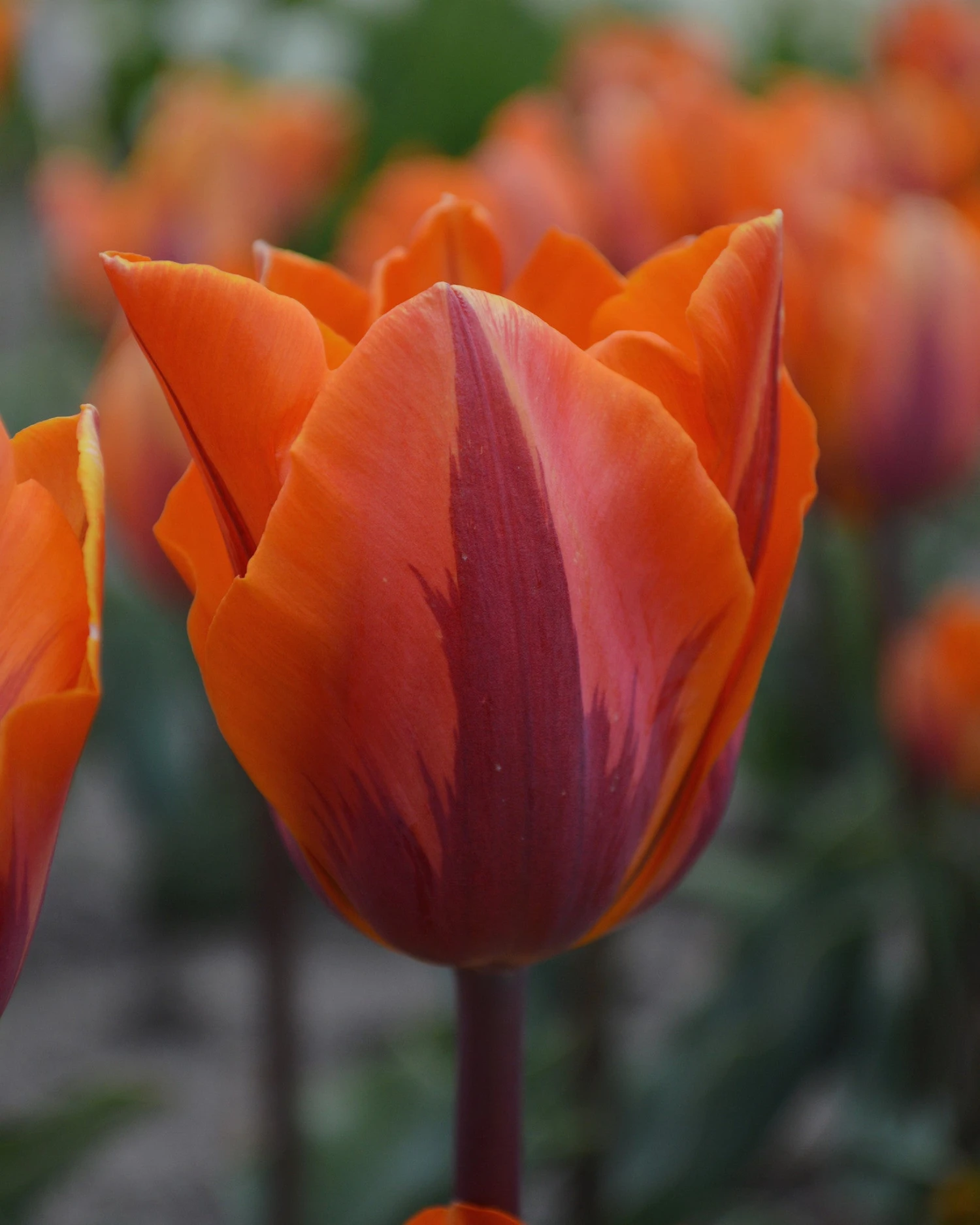 Tulip 'Princess Irene' - Image 5