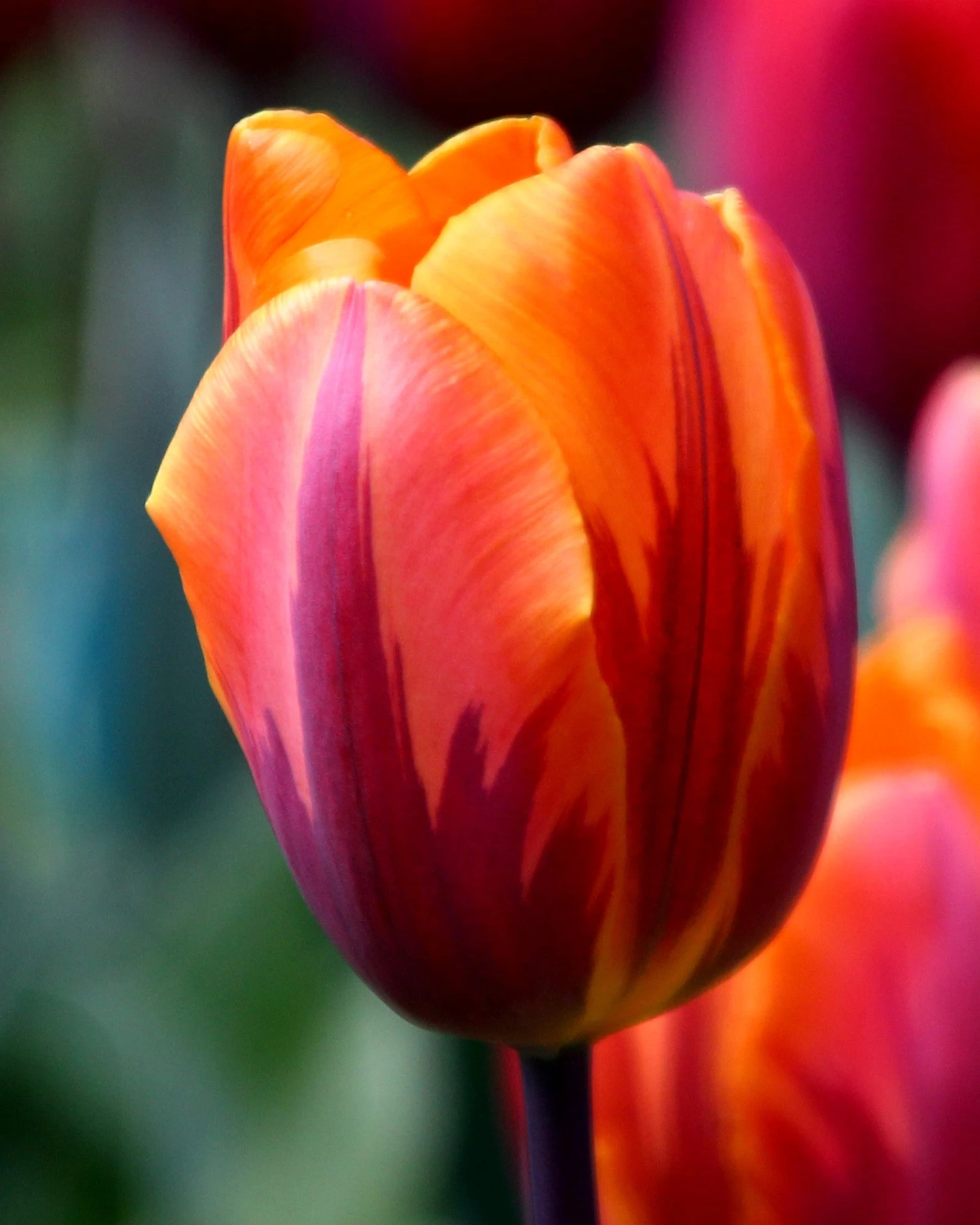 Tulip 'Princess Irene' - Image 3
