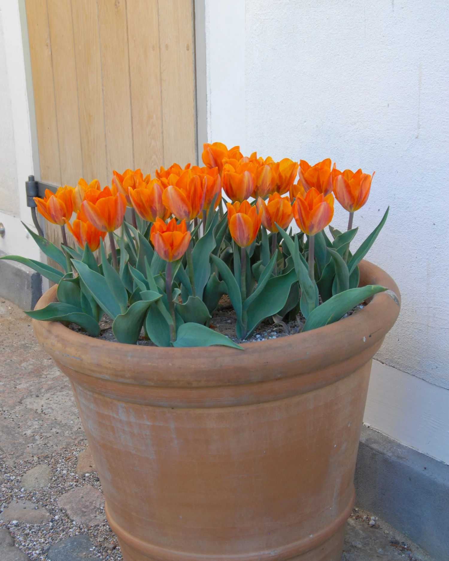 Tulip 'Princess Irene' - Image 4