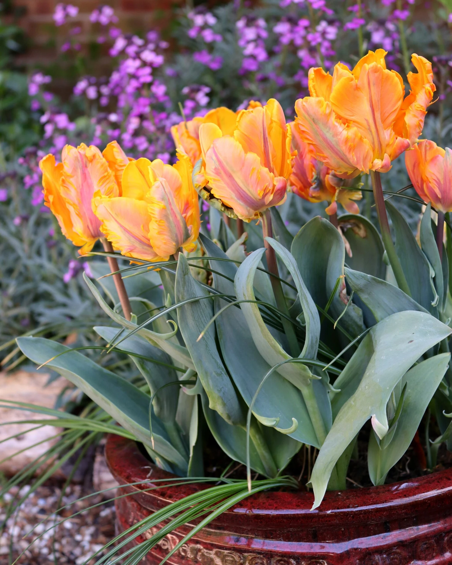 Tulip 'Princess Irene Parrot' - Image 2