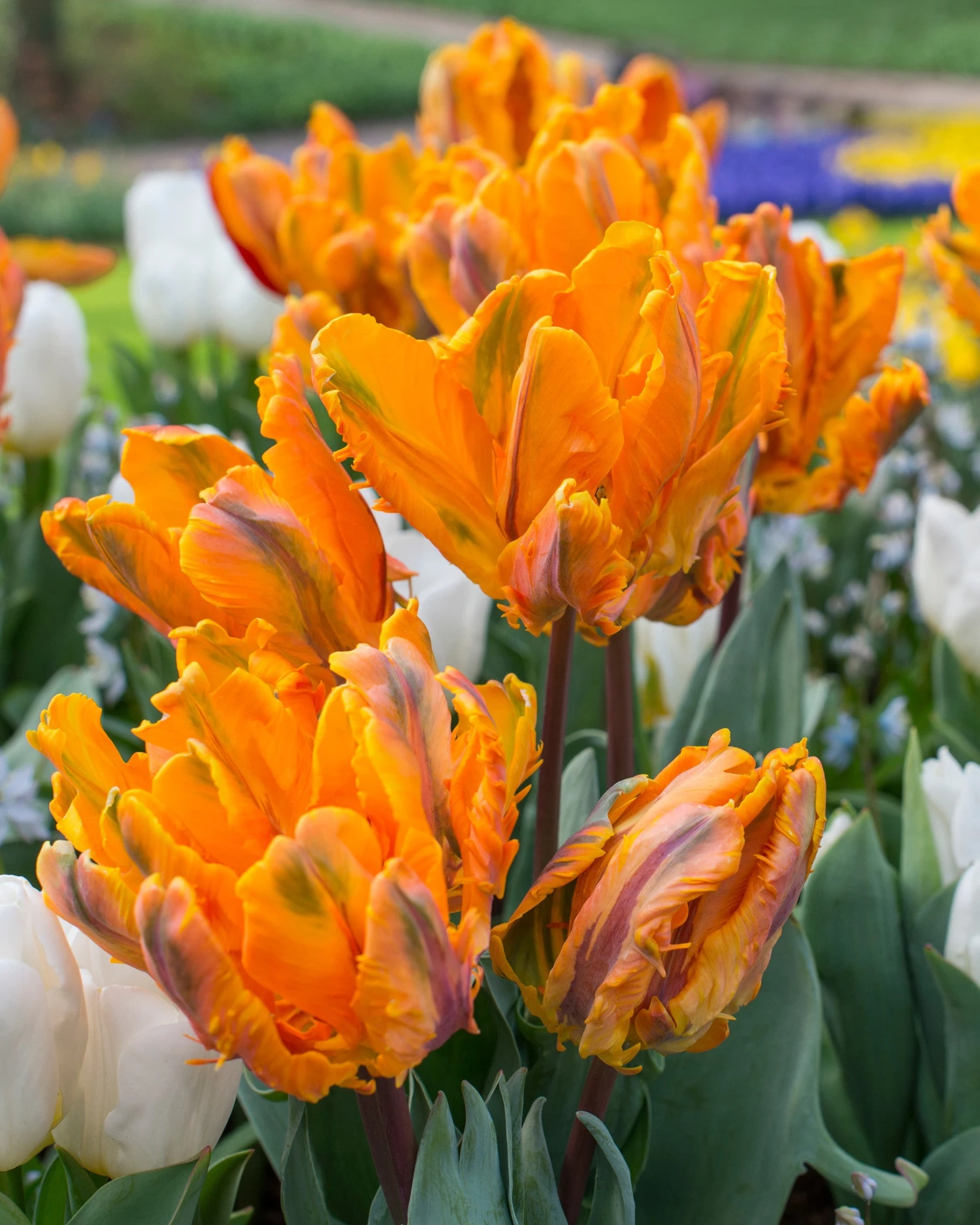 Tulip 'Princess Irene Parrot' - Image 4