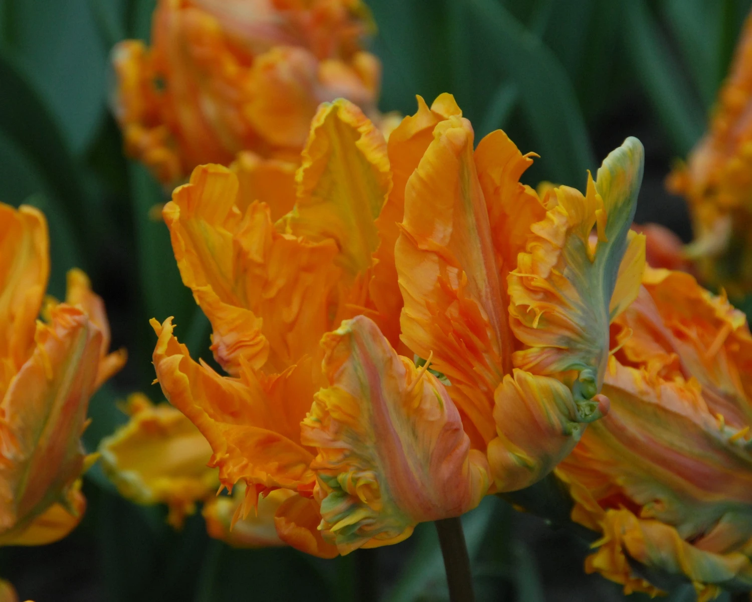 Tulip 'Princess Irene Parrot' - Image 5