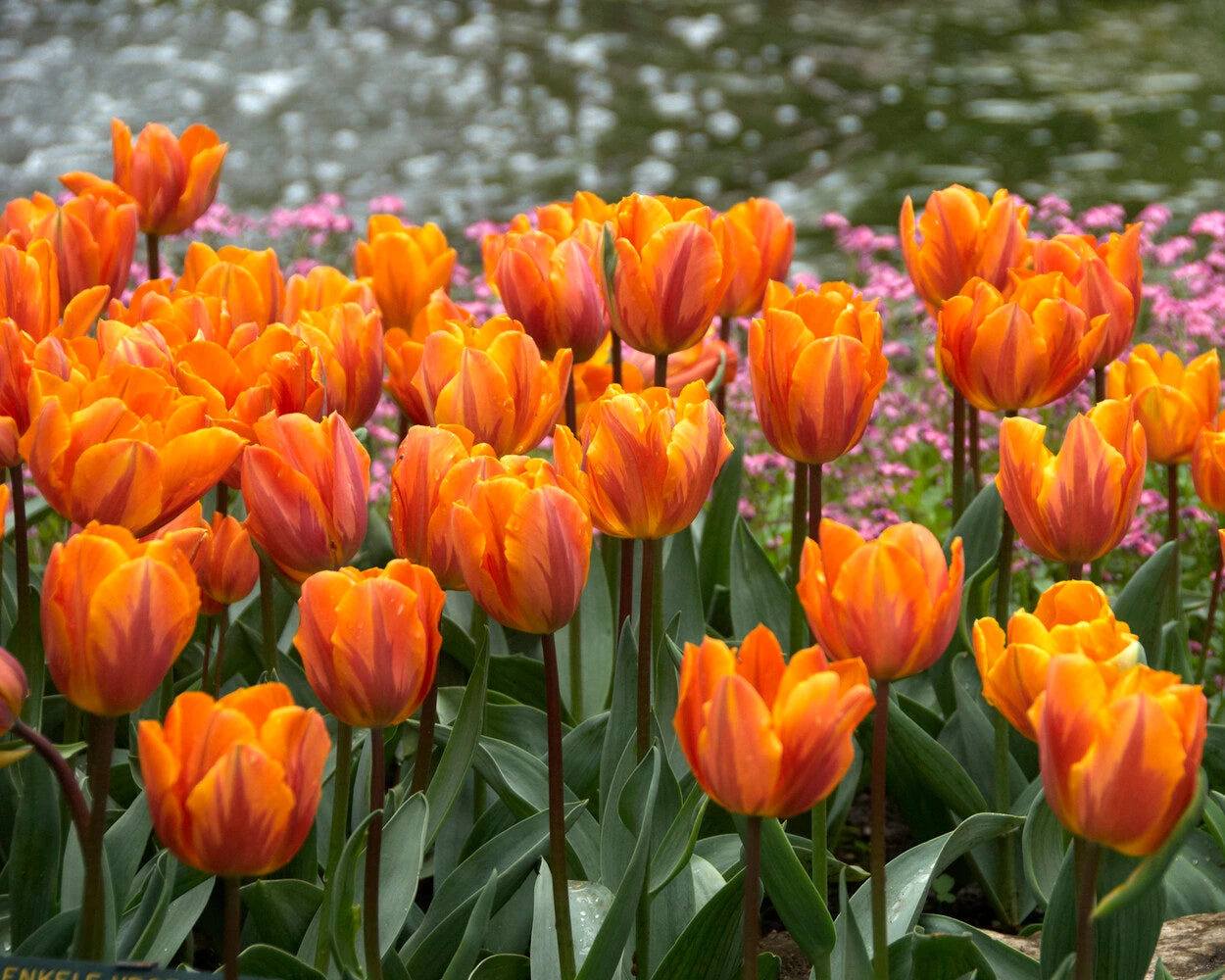 Tulip 'Princess Irene' - Image 2