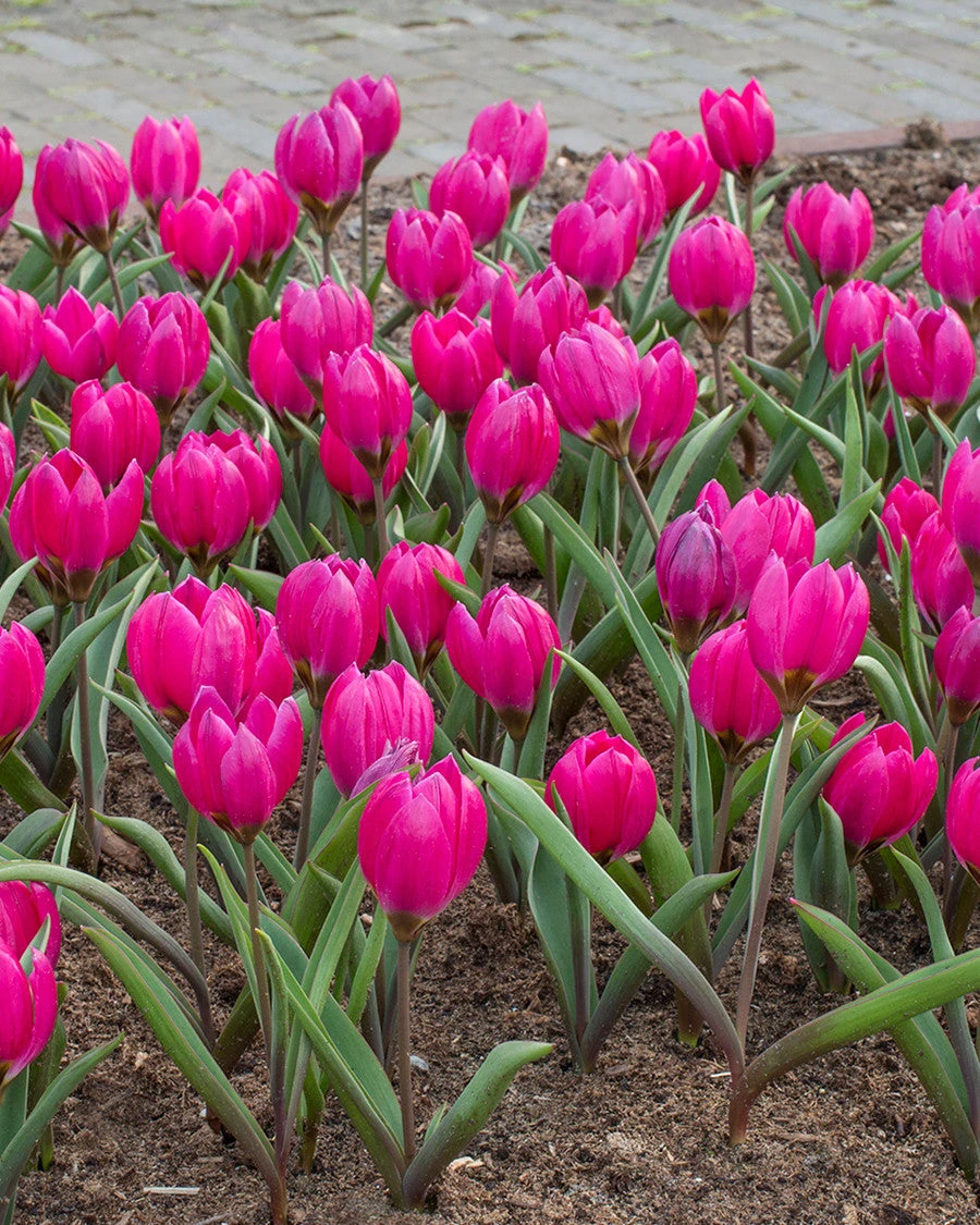 Tulip Pulchella Violacea