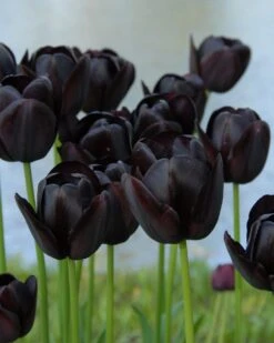 Tulip 'Queen Of Night'