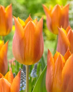 Tulip 'Request'