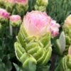 Tulip 'Royal Tower'