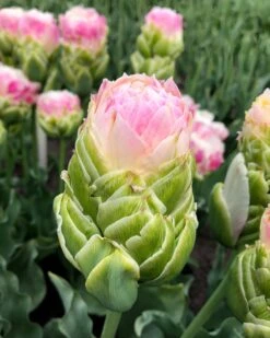 Tulip 'Royal Tower'