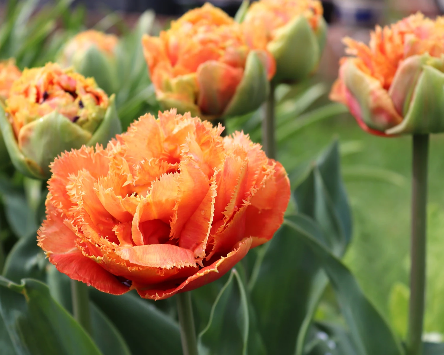 Tulip 'Sensual Touch' - Image 3