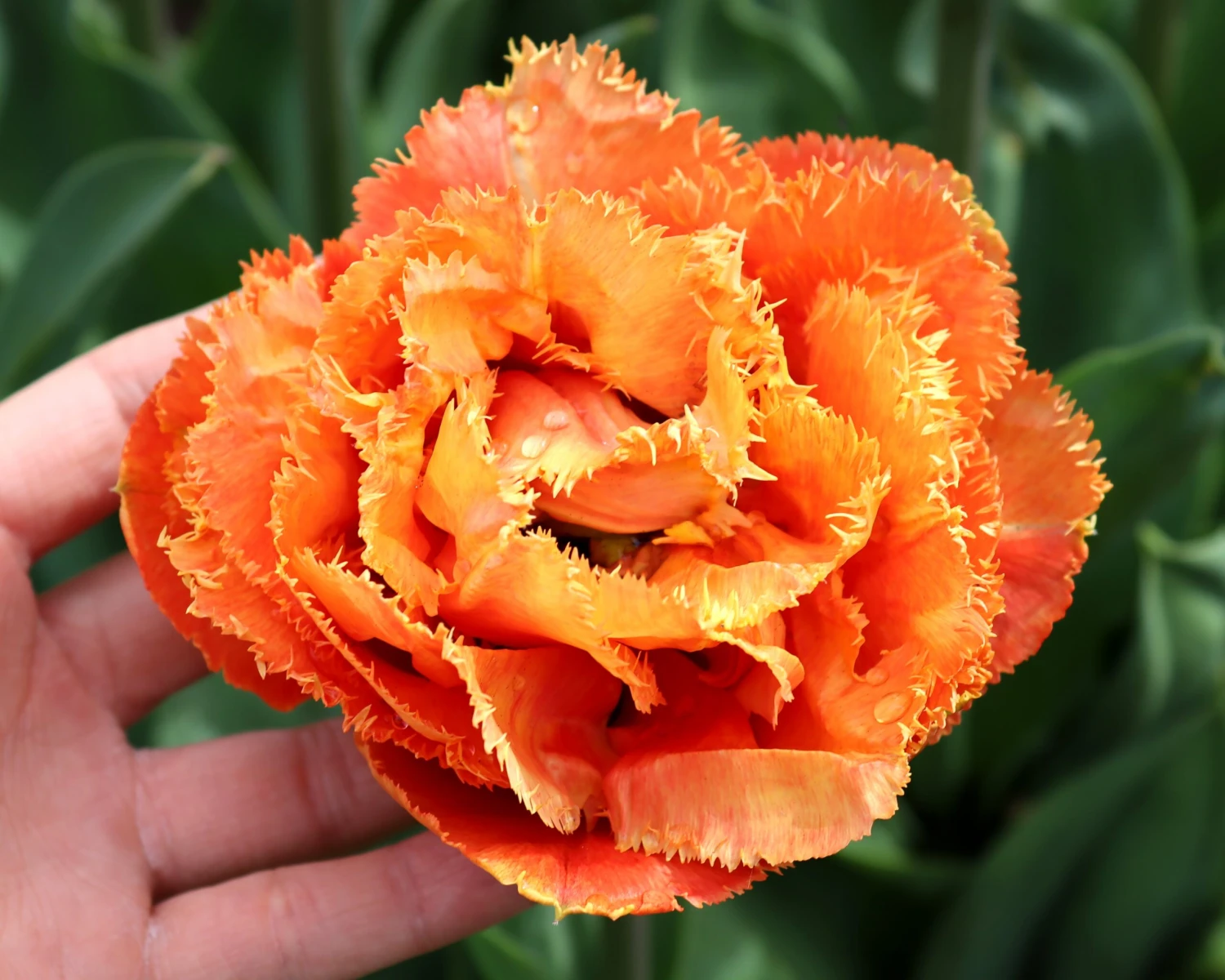 Tulip 'Sensual Touch' - Image 2