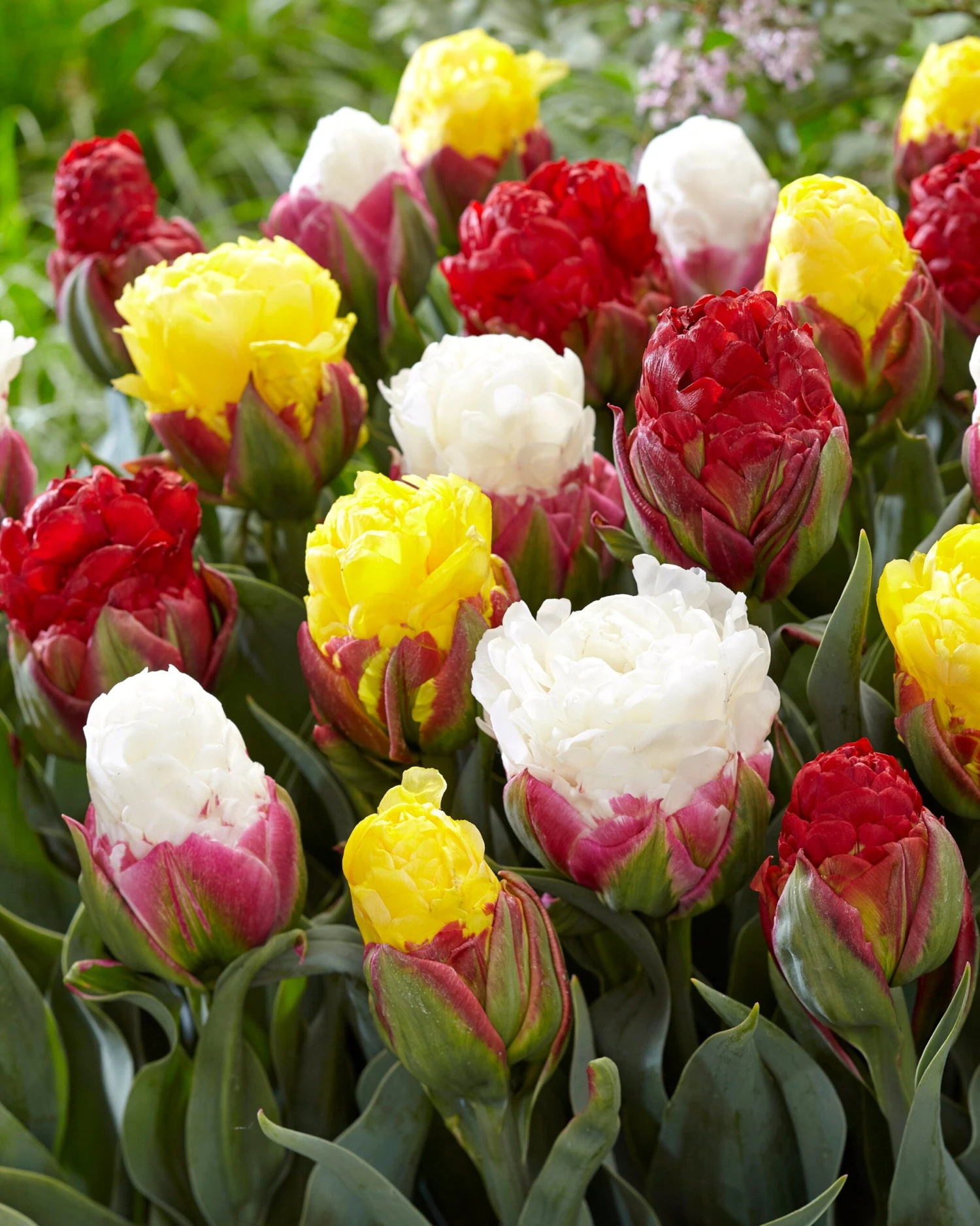 Tulip Collection 'Sorbetto' - Image 6