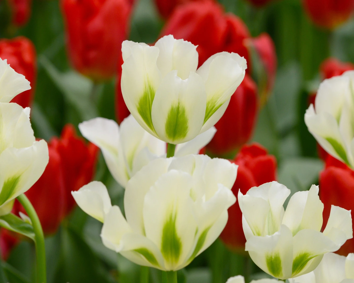 Tulip 'Spring Green' - Image 6