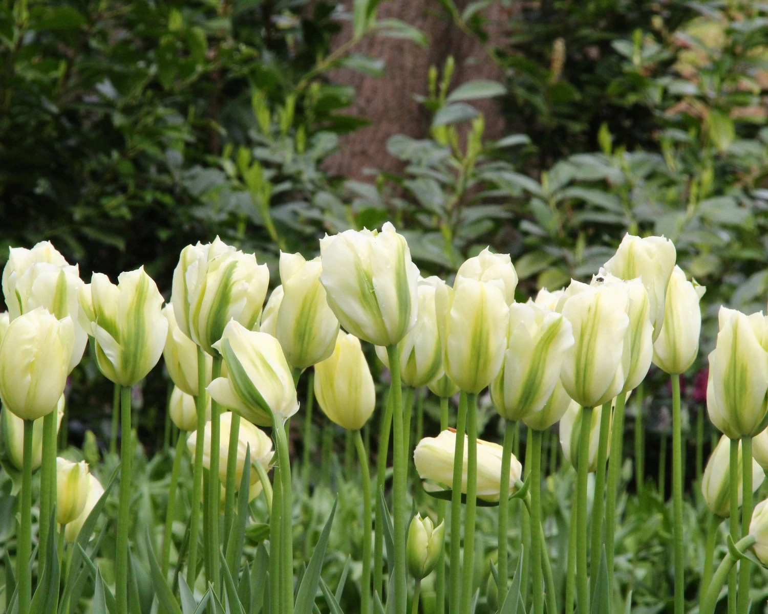 Tulip 'Spring Green' - Image 2