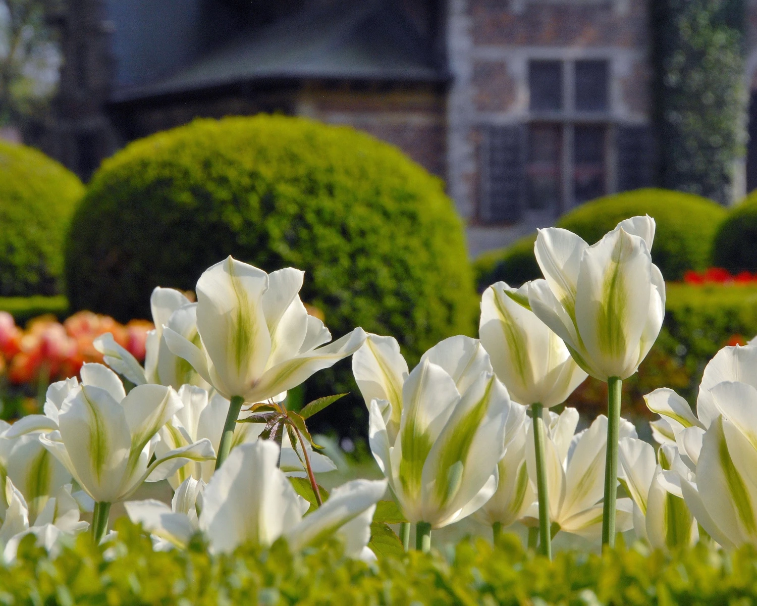 Tulip 'Spring Green' - Image 3