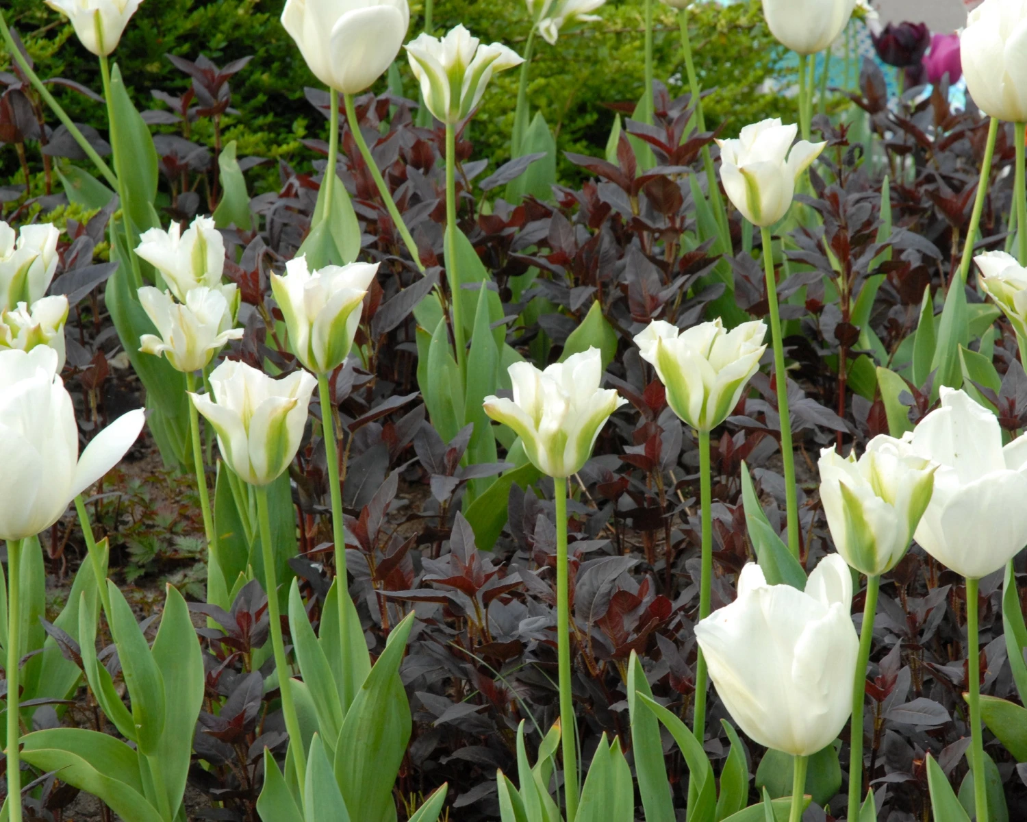Tulip 'Spring Green' - Image 5