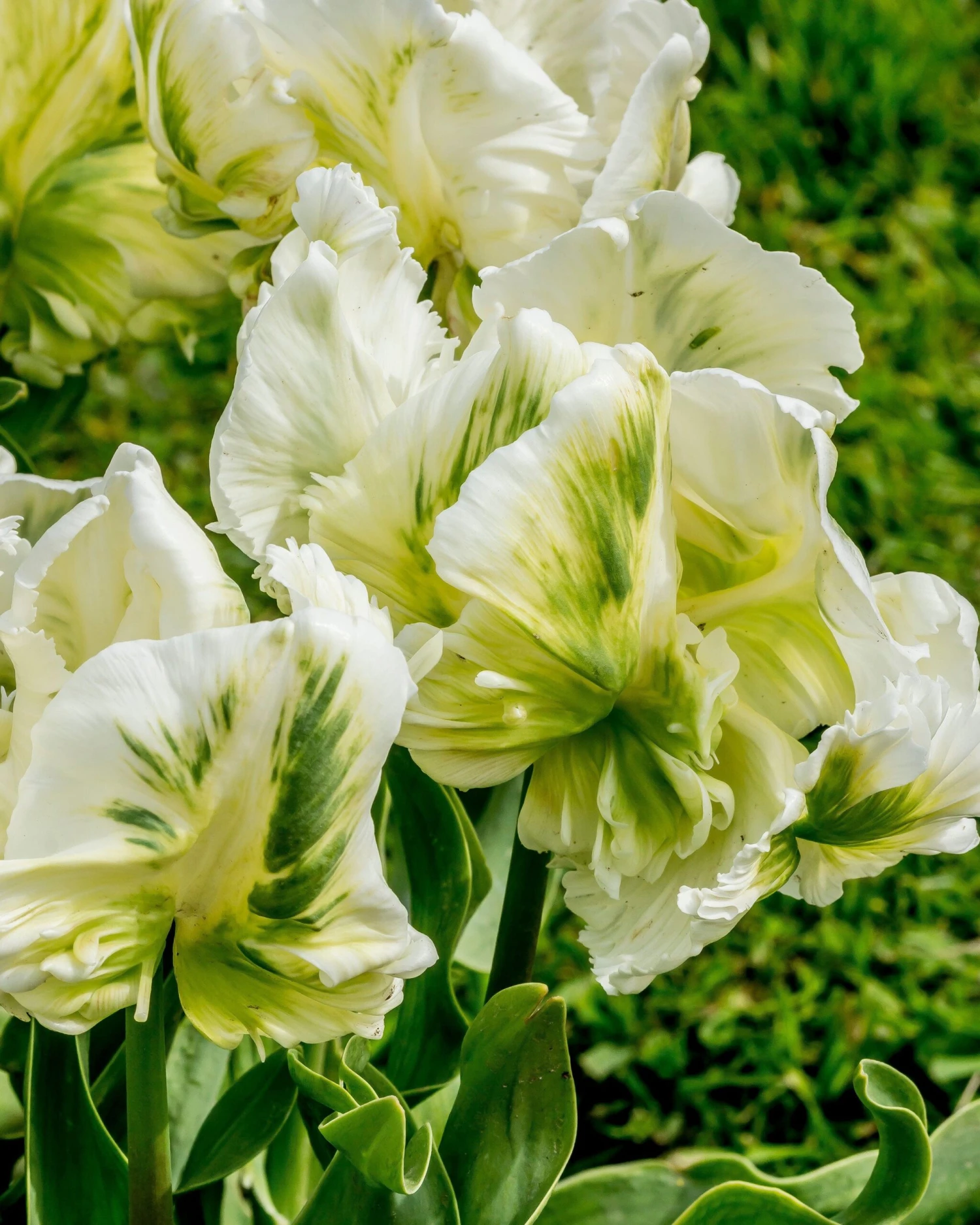 Tulip 'Super Parrot' - Image 11