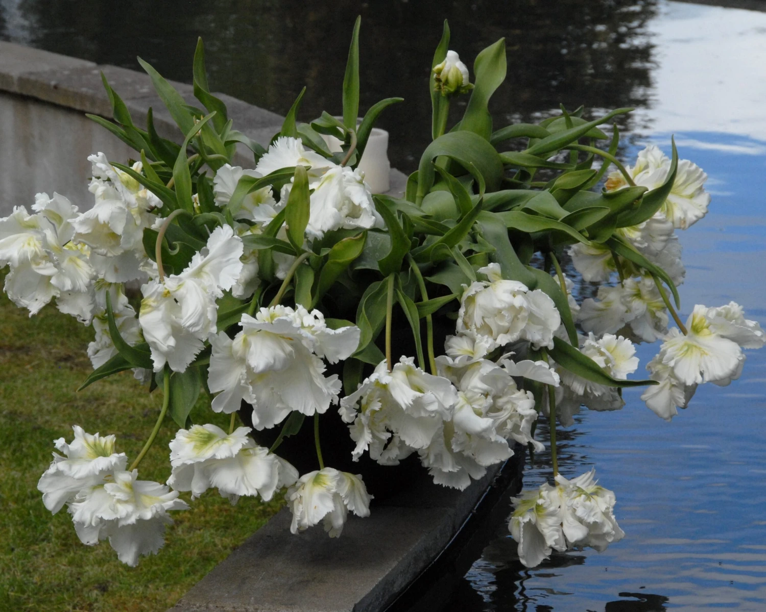 Tulip 'Super Parrot' - Image 3