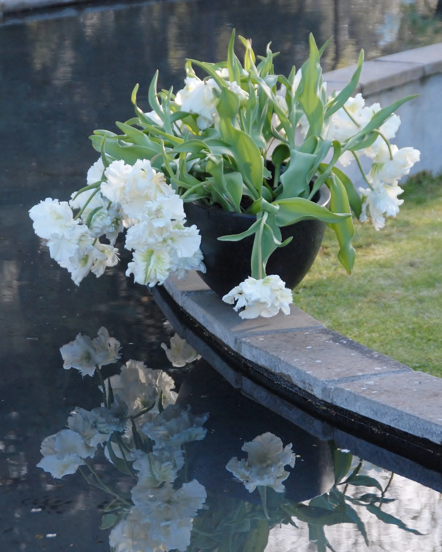 Tulip 'Super Parrot' - Image 9