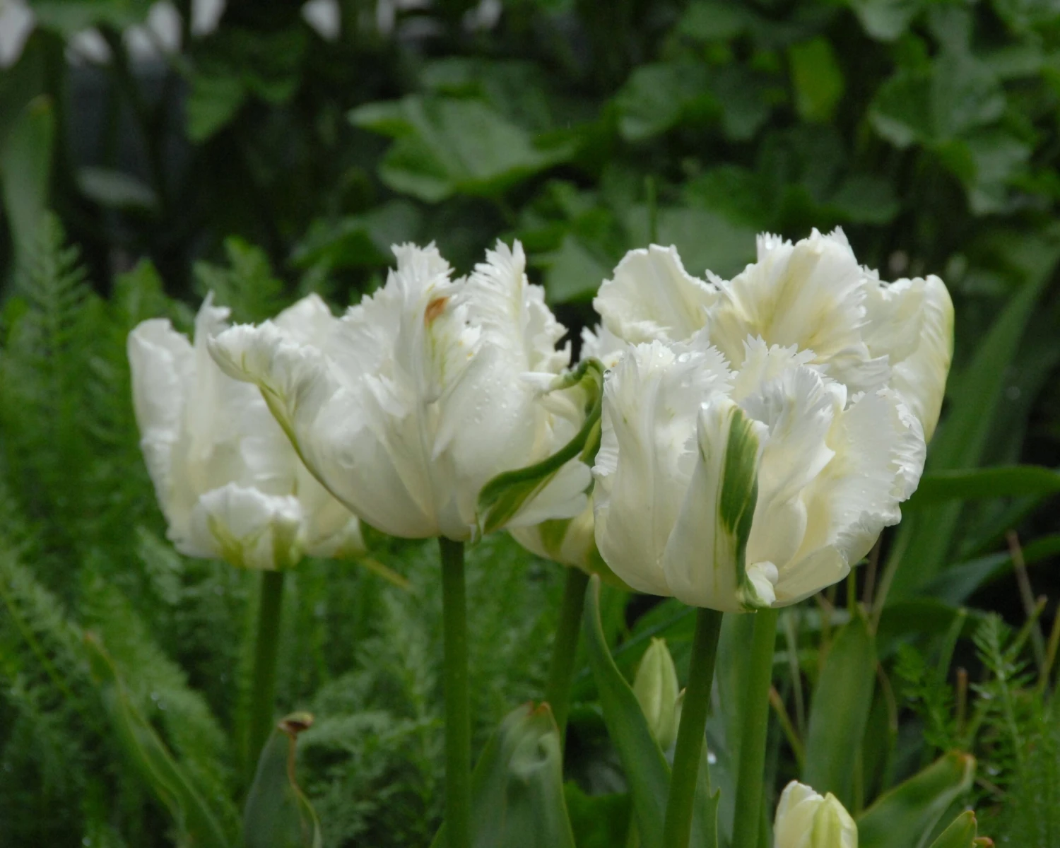 Tulip 'Super Parrot' - Image 5