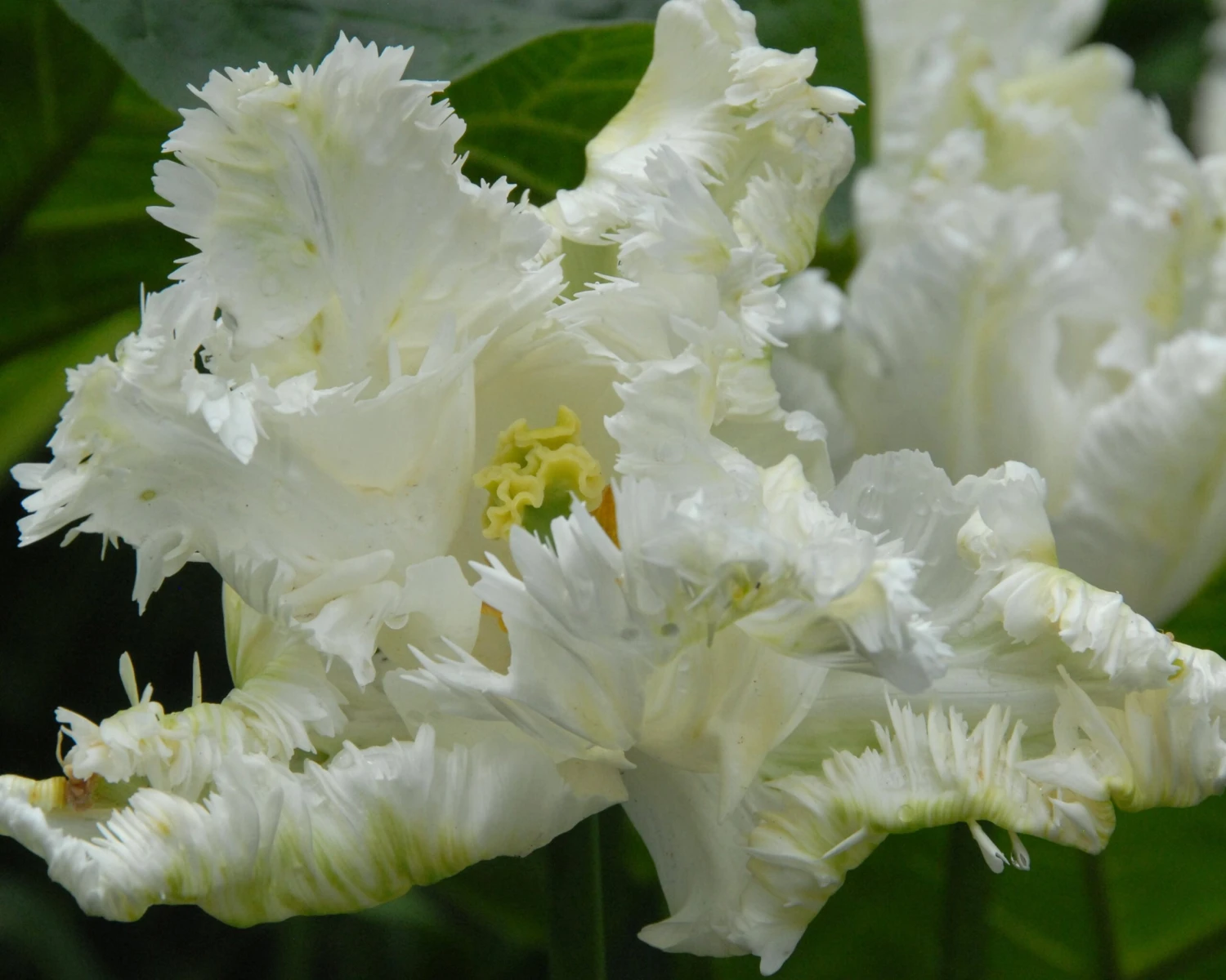 Tulip 'Super Parrot' - Image 7