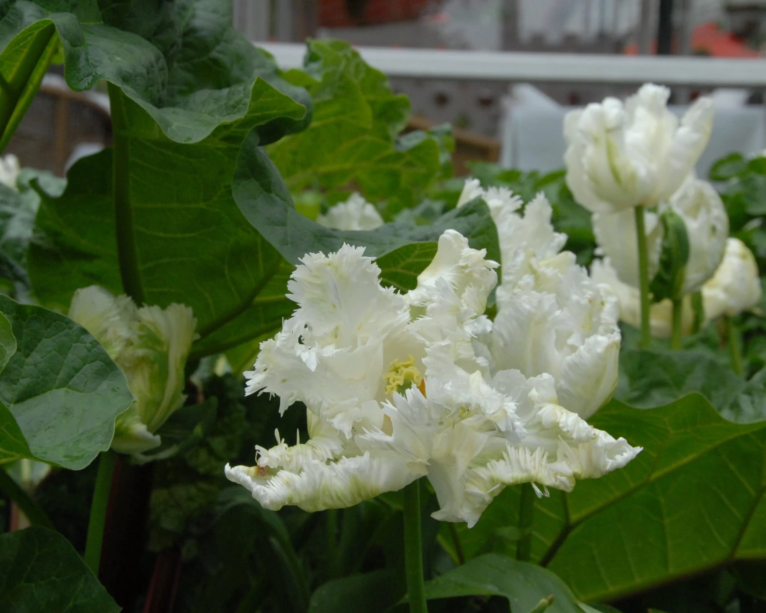 Tulip 'Super Parrot' - Image 4