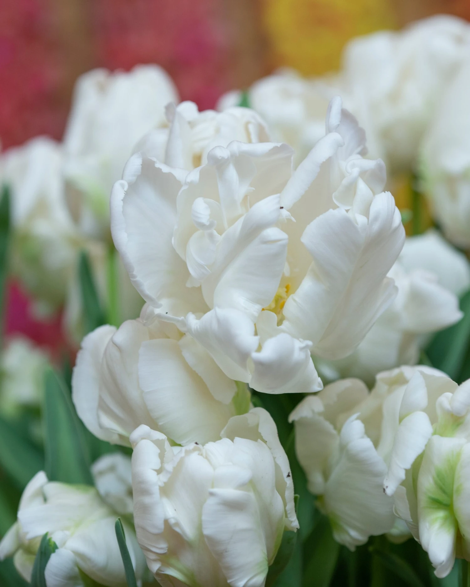 Tulip 'Super Parrot' - Image 10