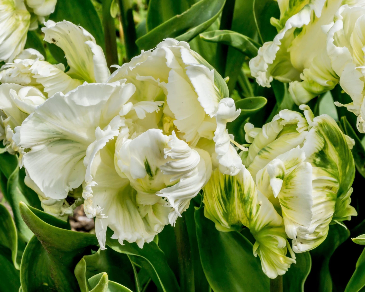 Tulip 'Super Parrot' - Image 8