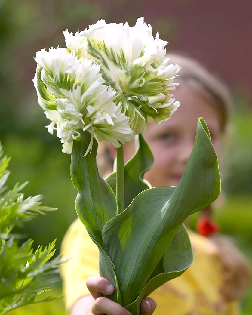 Tulip 'Super Parrot' - Image 2