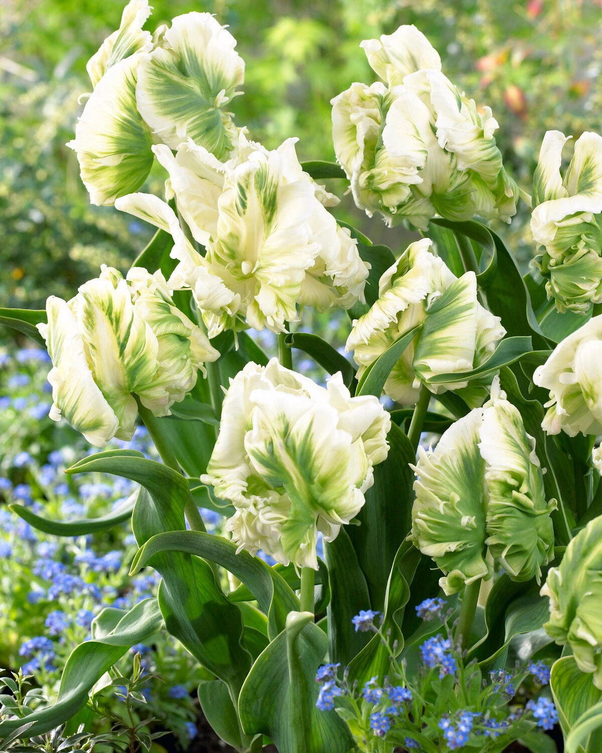 Tulip 'Super Parrot' - Image 6