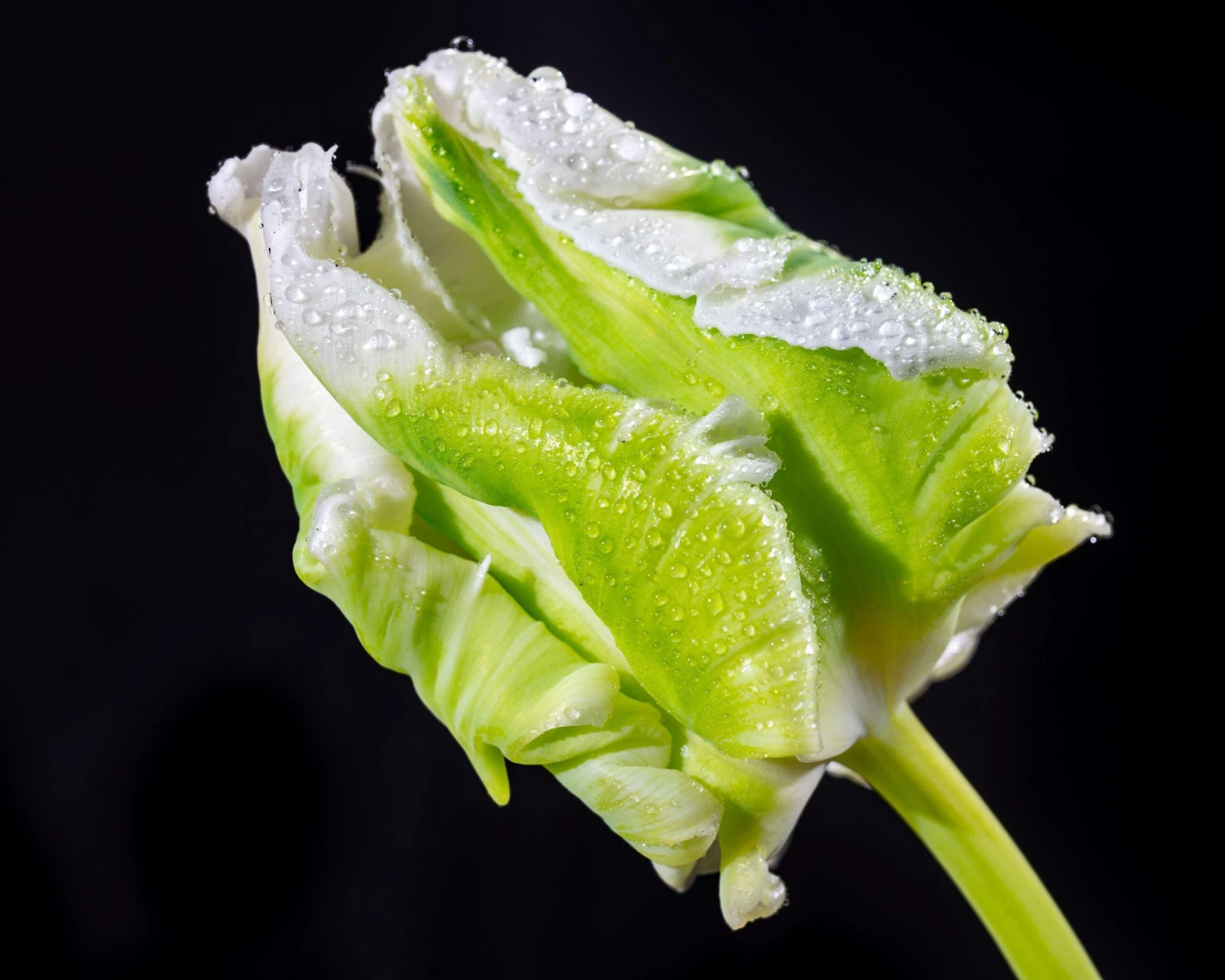 Tulip 'Super Parrot' - Image 12