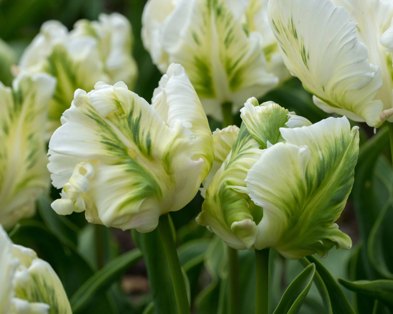 Tulip 'Super Parrot' - Image 13