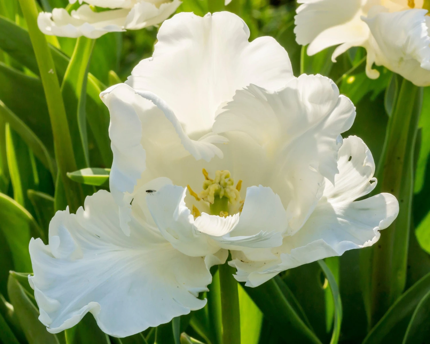 Tulip 'Super Parrot' - Image 14