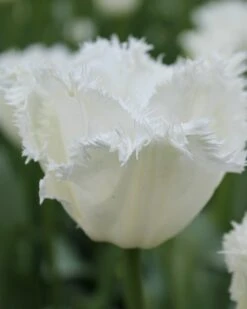Tulip 'Swan Wings'