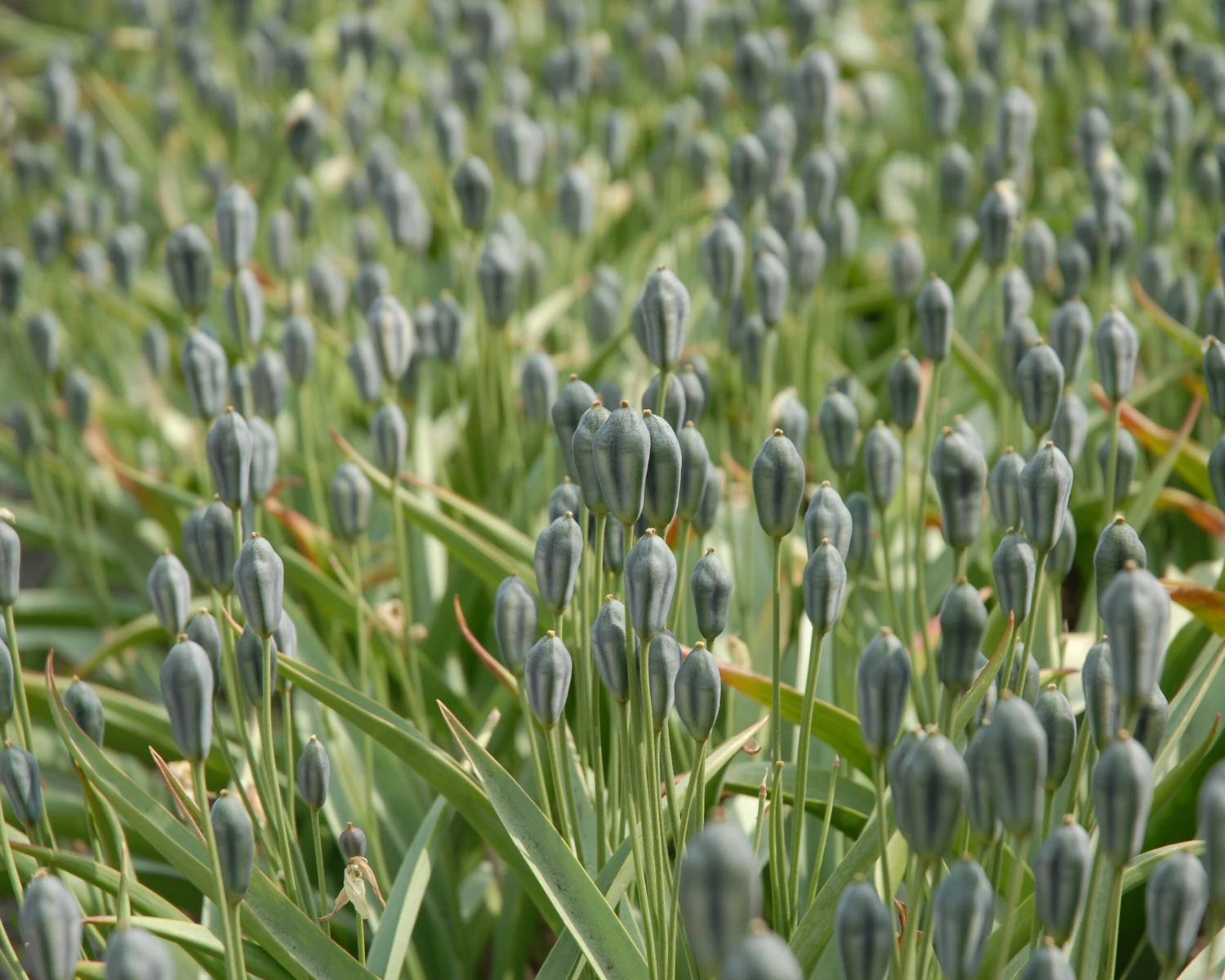 Tulip Turkestanica - Image 7