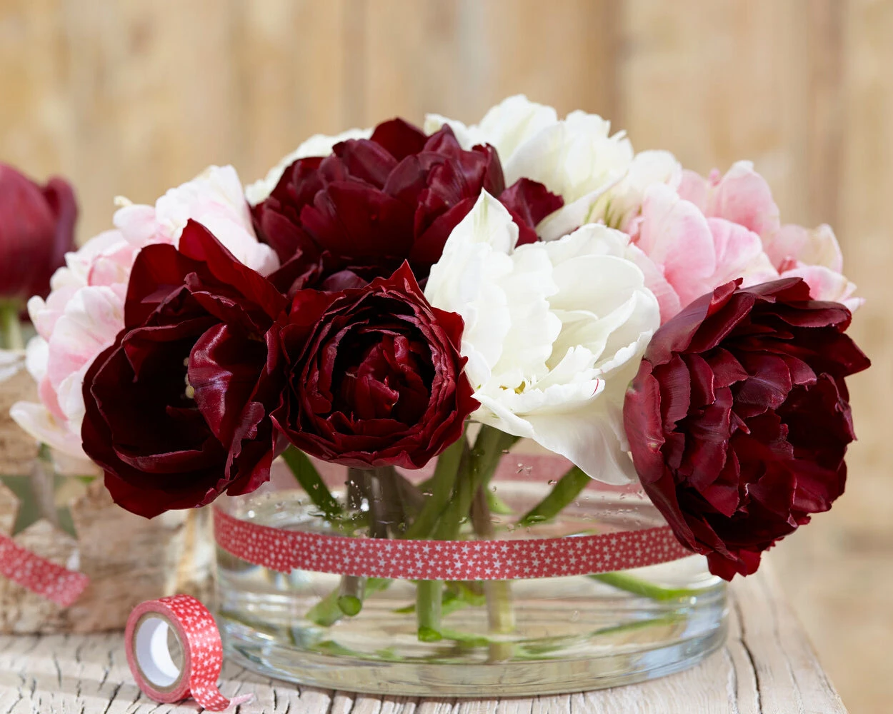 Tulip 'Uncle Tom' - Image 10