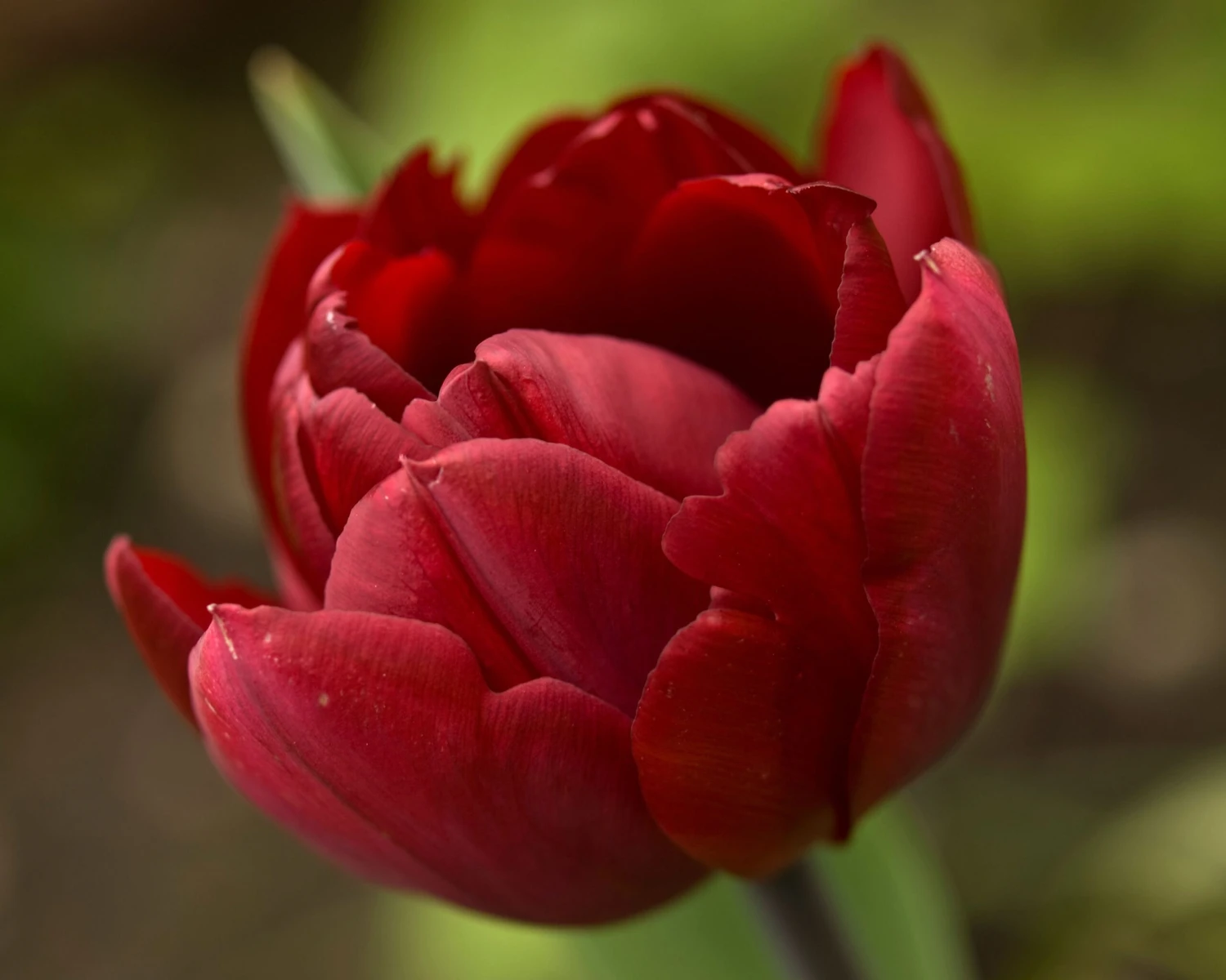 Tulip 'Uncle Tom' - Image 15