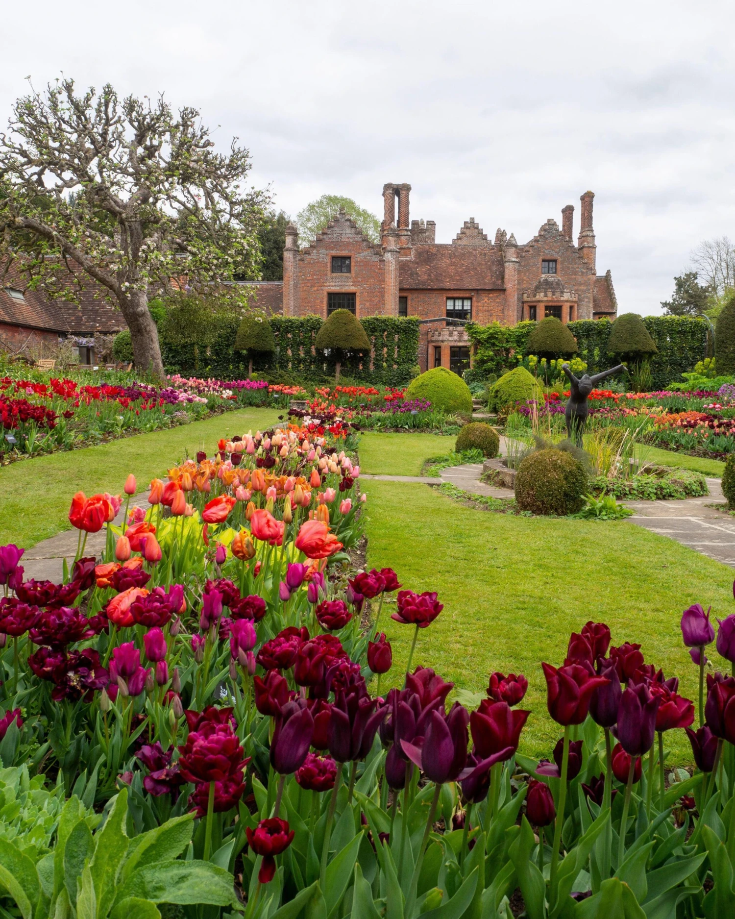 Tulip 'Uncle Tom' - Image 2