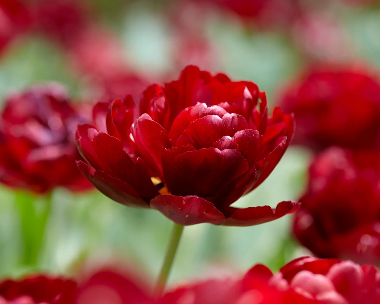 Tulip 'Uncle Tom' - Image 5