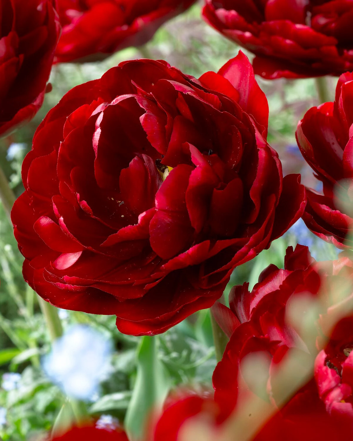 Tulip 'Uncle Tom' - Image 6