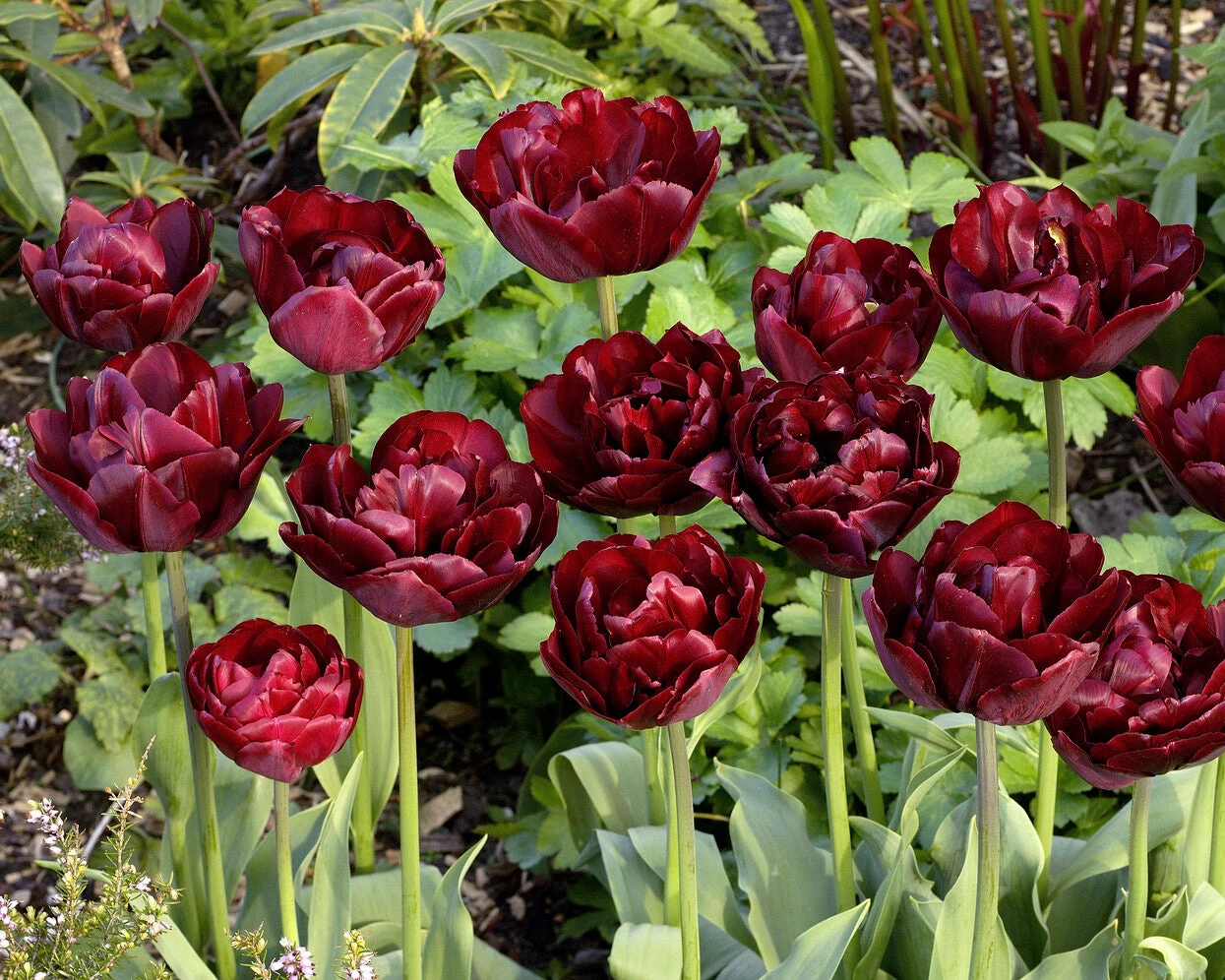 Tulip 'Uncle Tom' - Image 3