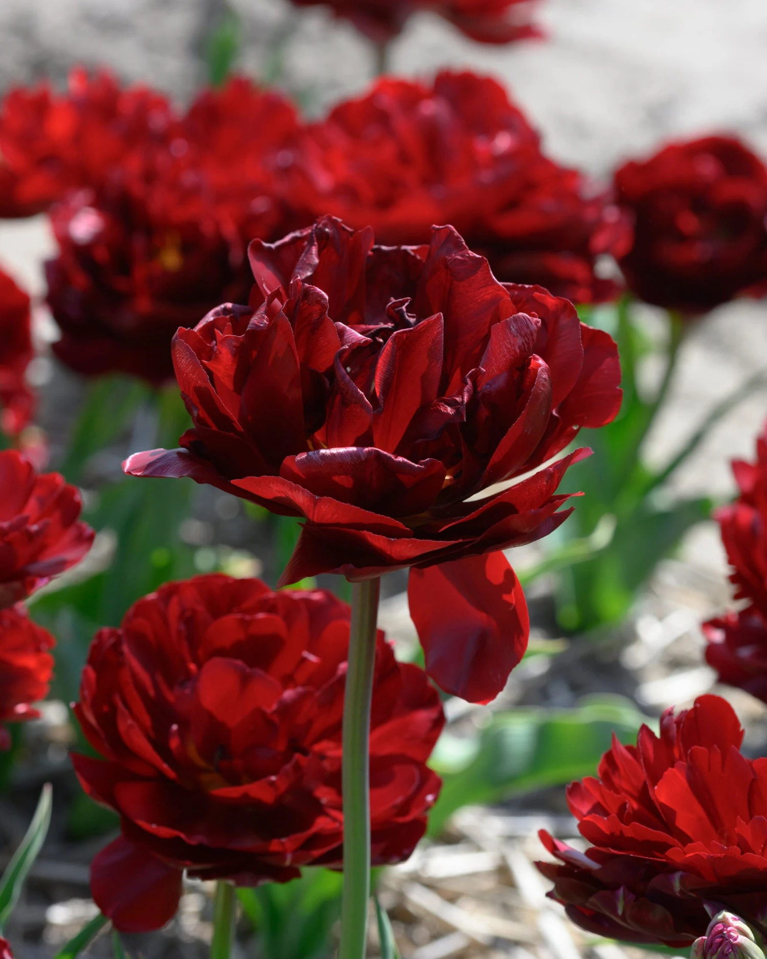 Tulip 'Uncle Tom' - Image 8