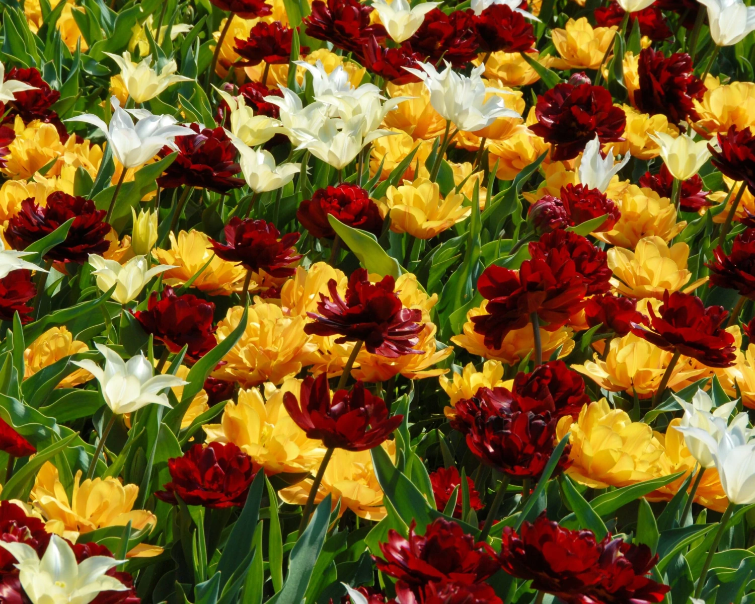 Tulip 'Uncle Tom' - Image 12